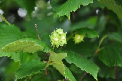 Fotografia da espécie Corylus avellana