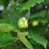 Fotografia 9 da espécie Corylus avellana do Jardim Botânico UTAD