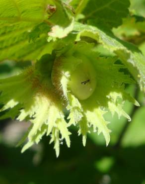 Fotografia 10 da espécie Corylus avellana no Jardim Botânico UTAD