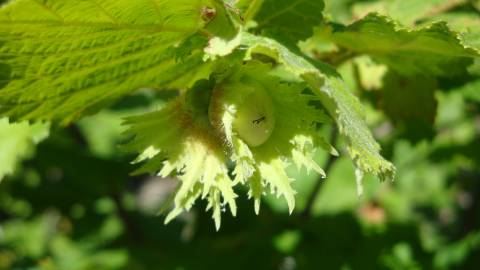 Fotografia da espécie Corylus avellana