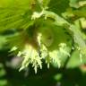 Fotografia 10 da espécie Corylus avellana do Jardim Botânico UTAD