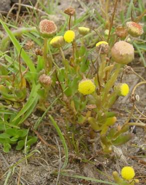 Fotografia 7 da espécie Cotula coronopifolia no Jardim Botânico UTAD