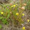 Fotografia 7 da espécie Cotula coronopifolia do Jardim Botânico UTAD