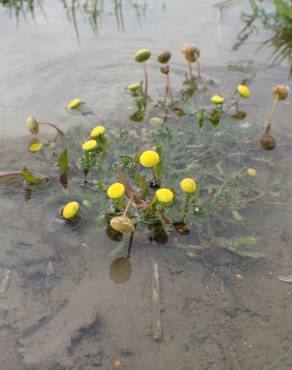 Fotografia 8 da espécie Cotula coronopifolia no Jardim Botânico UTAD