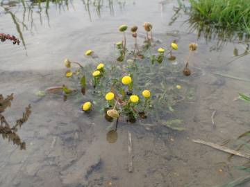 Fotografia da espécie Cotula coronopifolia