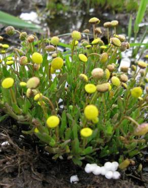 Fotografia 9 da espécie Cotula coronopifolia no Jardim Botânico UTAD