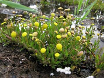 Fotografia da espécie Cotula coronopifolia