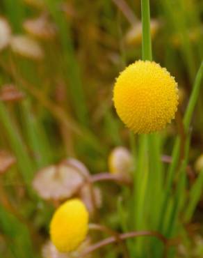 Fotografia 10 da espécie Cotula coronopifolia no Jardim Botânico UTAD