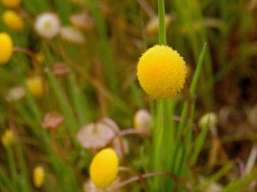 Fotografia da espécie Cotula coronopifolia