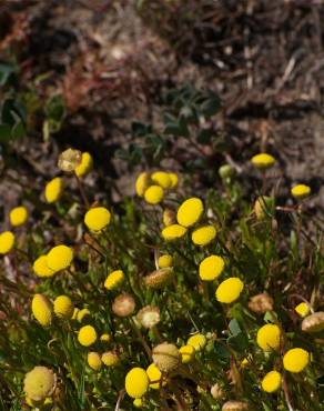 Fotografia 11 da espécie Cotula coronopifolia no Jardim Botânico UTAD