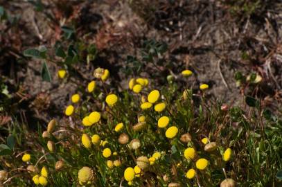 Fotografia da espécie Cotula coronopifolia