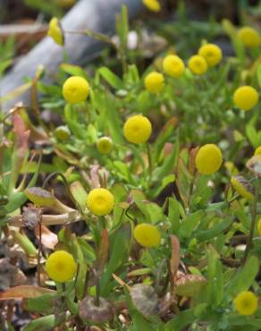 Fotografia 12 da espécie Cotula coronopifolia no Jardim Botânico UTAD