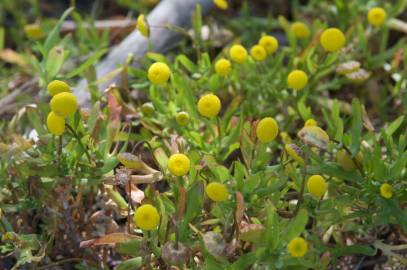 Fotografia da espécie Cotula coronopifolia