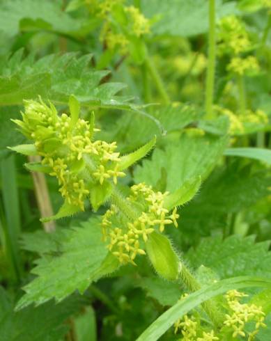 Fotografia de capa Cruciata laevipes - do Jardim Botânico