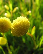 Fotografia da espécie Cotula coronopifolia