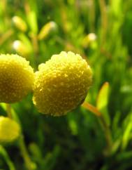 Cotula coronopifolia