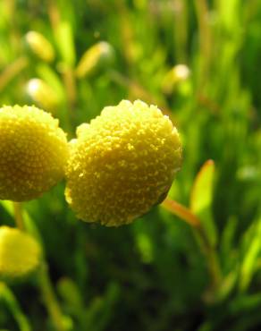 Fotografia 1 da espécie Cotula coronopifolia no Jardim Botânico UTAD