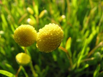 Fotografia da espécie Cotula coronopifolia