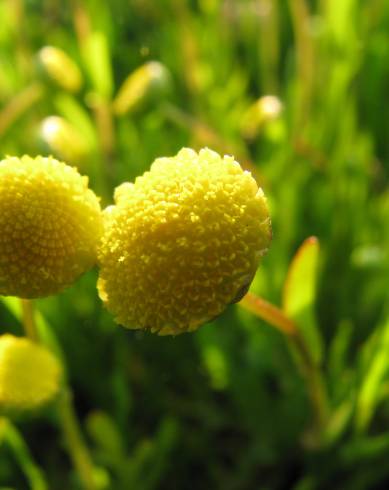 Fotografia de capa Cotula coronopifolia - do Jardim Botânico