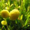 Fotografia 1 da espécie Cotula coronopifolia do Jardim Botânico UTAD