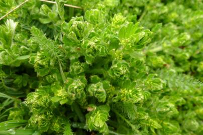 Fotografia da espécie Cruciata laevipes