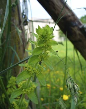 Fotografia 9 da espécie Cruciata laevipes no Jardim Botânico UTAD