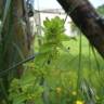 Fotografia 9 da espécie Cruciata laevipes do Jardim Botânico UTAD