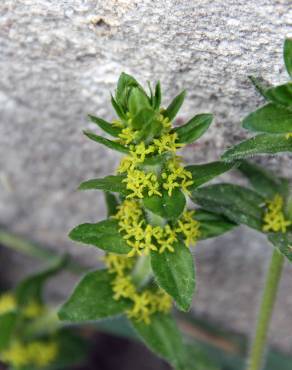 Fotografia 15 da espécie Cruciata laevipes no Jardim Botânico UTAD