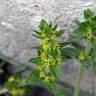 Fotografia 15 da espécie Cruciata laevipes do Jardim Botânico UTAD