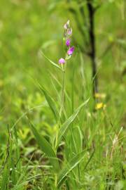 Fotografia da espécie Cephalanthera rubra