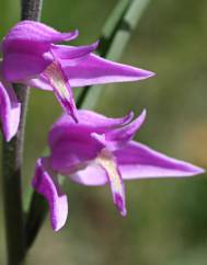 Cephalanthera rubra