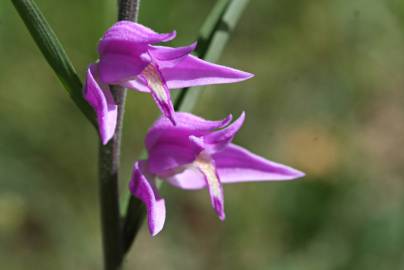 Fotografia da espécie Cephalanthera rubra