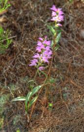 Fotografia da espécie Cephalanthera rubra