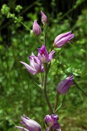 Fotografia da espécie Cephalanthera rubra