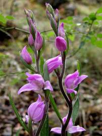 Fotografia da espécie Cephalanthera rubra