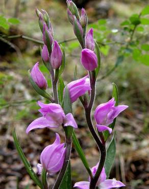 Fotografia 5 da espécie Cephalanthera rubra no Jardim Botânico UTAD