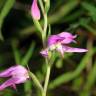 Fotografia 6 da espécie Cephalanthera rubra do Jardim Botânico UTAD