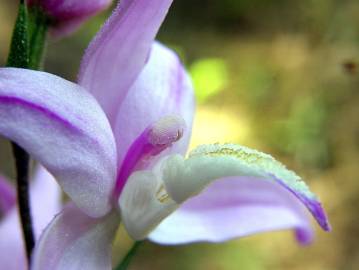 Fotografia da espécie Cephalanthera rubra