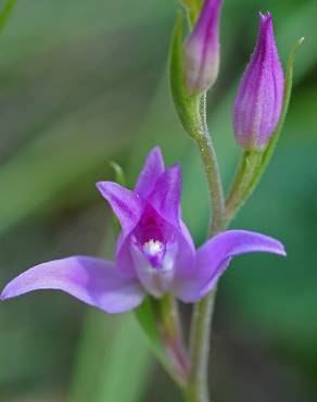 Fotografia 8 da espécie Cephalanthera rubra no Jardim Botânico UTAD