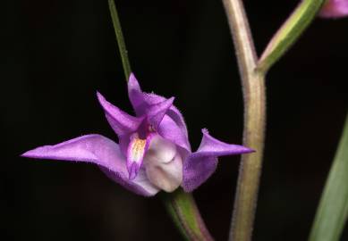 Fotografia da espécie Cephalanthera rubra