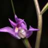 Fotografia 10 da espécie Cephalanthera rubra do Jardim Botânico UTAD