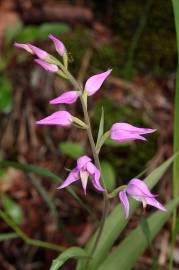 Fotografia da espécie Cephalanthera rubra