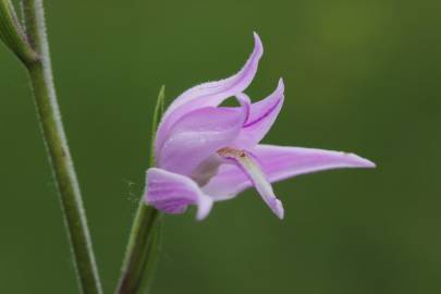 Fotografia da espécie Cephalanthera rubra