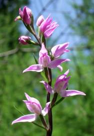 Fotografia da espécie Cephalanthera rubra