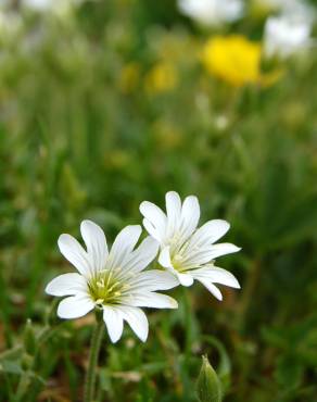 Fotografia 5 da espécie Cerastium tomentosum no Jardim Botânico UTAD