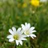 Fotografia 5 da espécie Cerastium tomentosum do Jardim Botânico UTAD