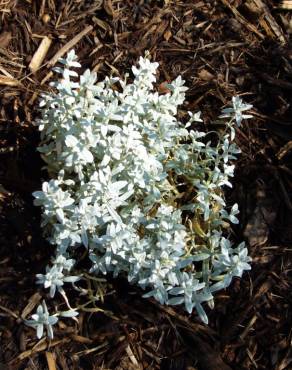 Fotografia 6 da espécie Cerastium tomentosum no Jardim Botânico UTAD