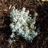 Fotografia 6 da espécie Cerastium tomentosum do Jardim Botânico UTAD