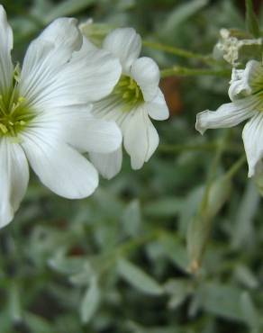 Fotografia 7 da espécie Cerastium tomentosum no Jardim Botânico UTAD