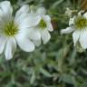 Fotografia 7 da espécie Cerastium tomentosum do Jardim Botânico UTAD